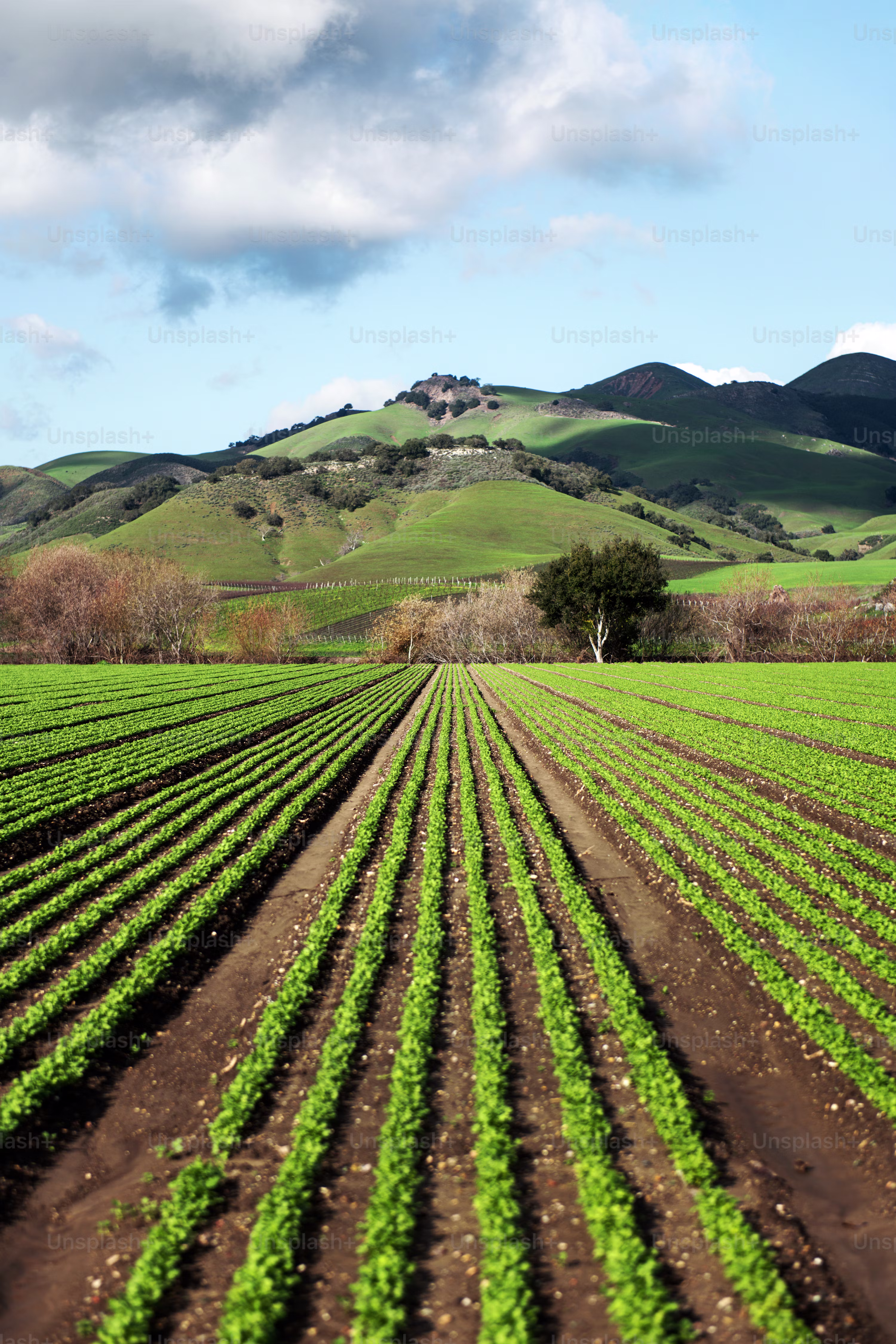Farm Landscape Background
